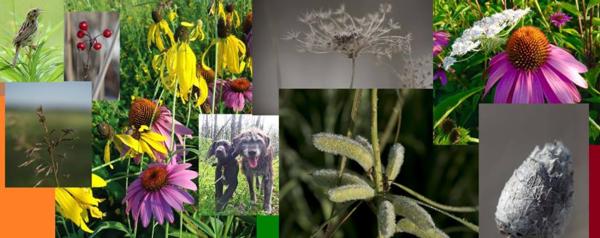 Our Washtenaw County Pheasants Forever History Our Washtenaw County Pheasants Forever History